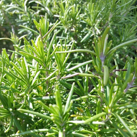 Organic Rosemary  Dried Whole Leaf